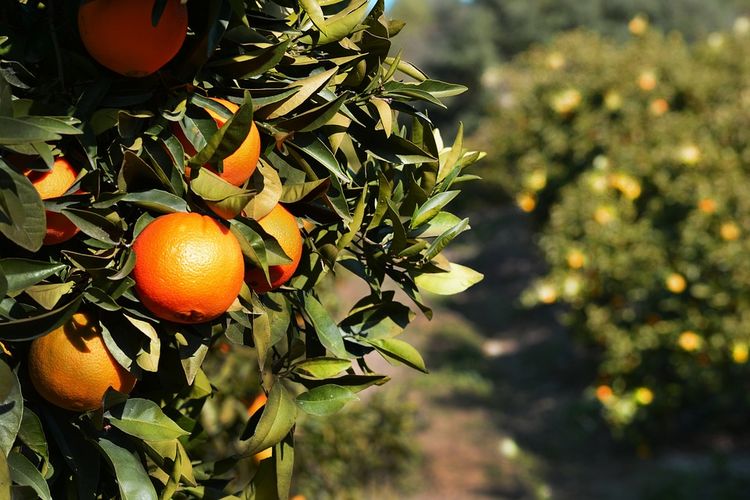 Orangenplantage