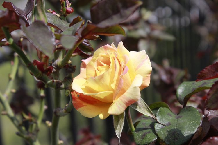 Rosenzucht