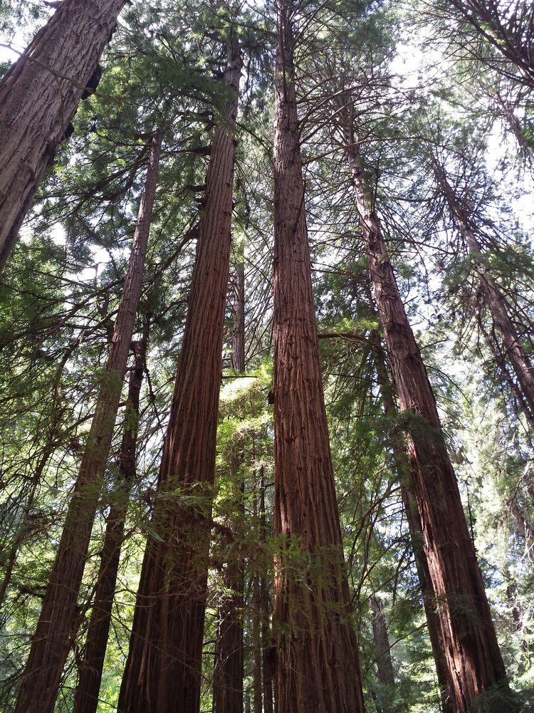 Muir Woods