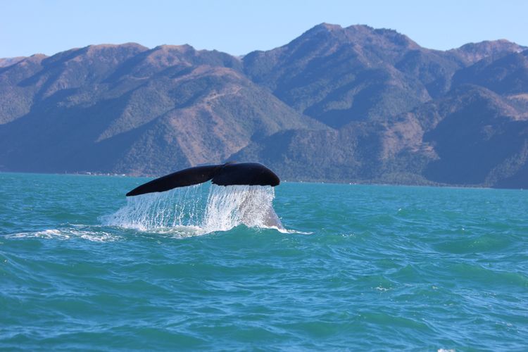 Walbeobachtung Kaikoura