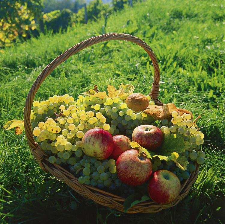 Obstbau