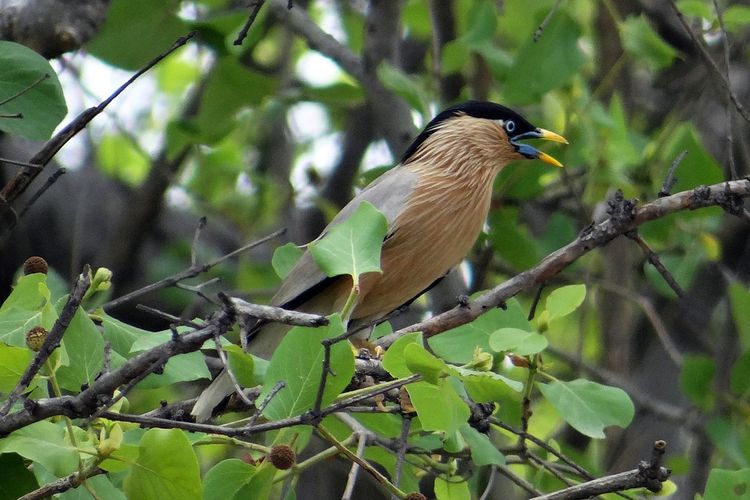 Vogelschutzgebiet Bharatpur