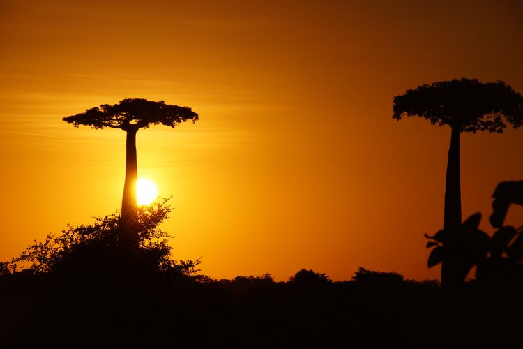 Baobab oder Affenbrotbaum