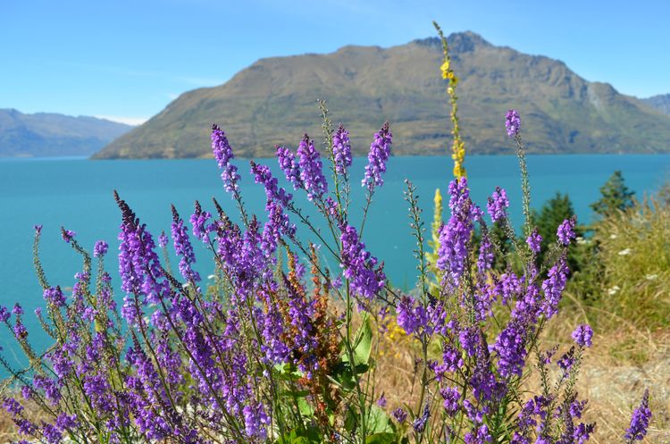 Wanaka