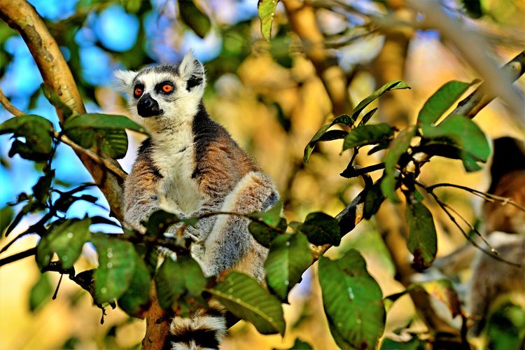 Lemur