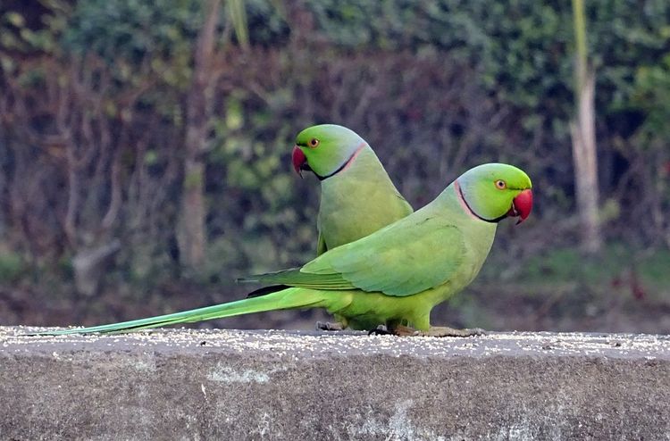 Vogelschutzgebiet Bharatpur