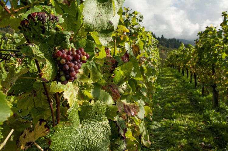 Weinbau