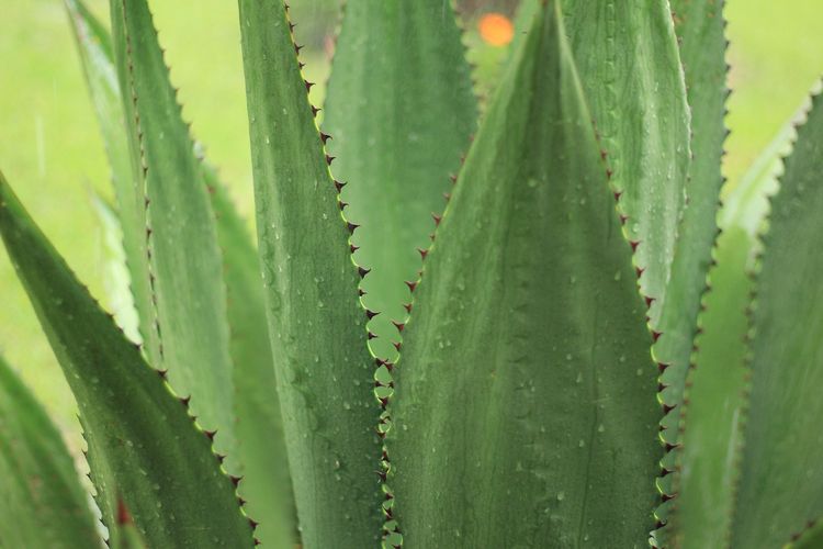Agave