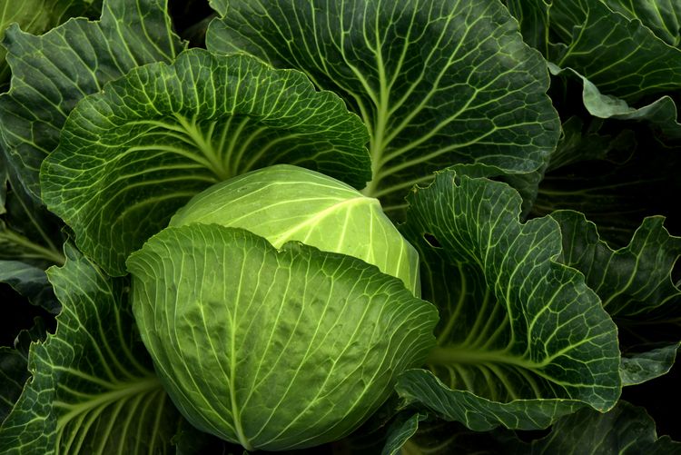 Kohl