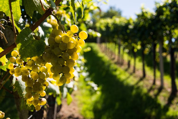 Weinanbau