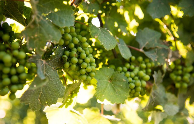 Weinbau