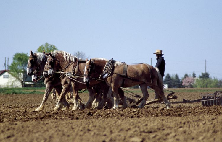 Amish
