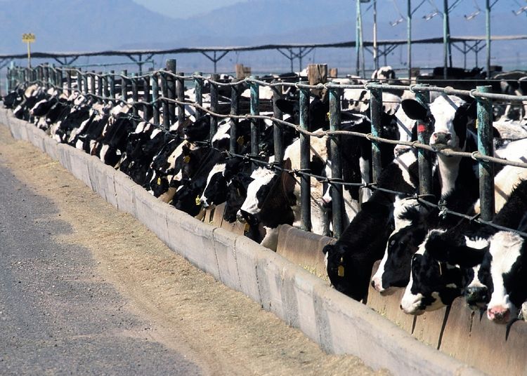 Feedlot
