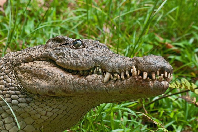 Krokodil