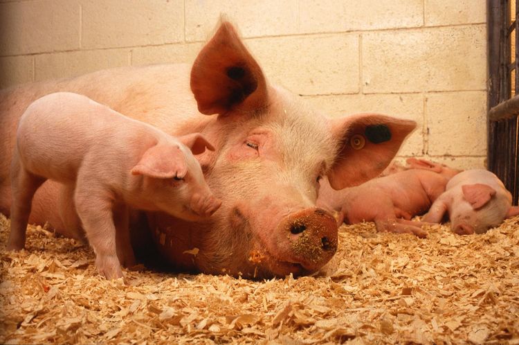 Schweinezucht