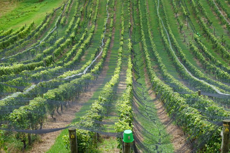 Weinbau