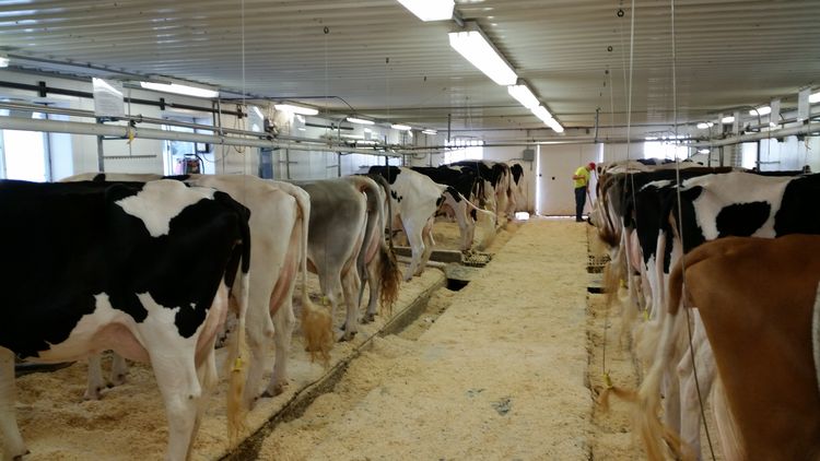 Rinderfarm