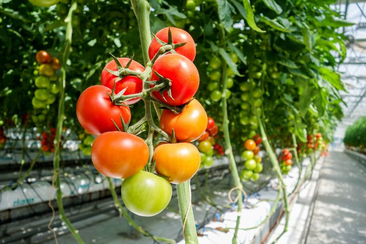 Tomaten