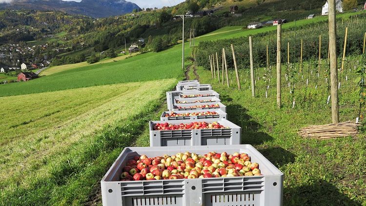 Obstbaubetrieb