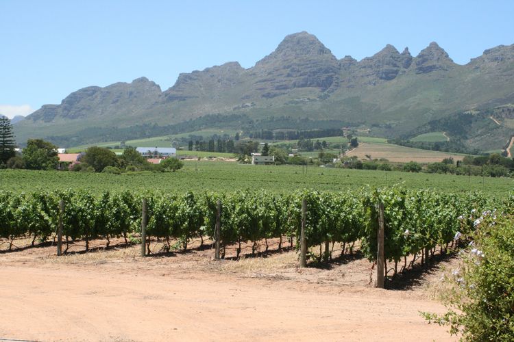 Weinbau