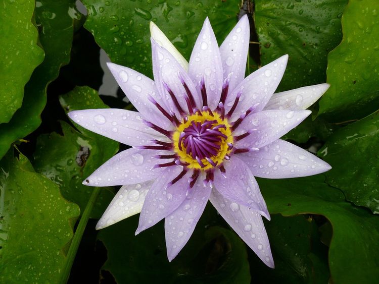 Seerose