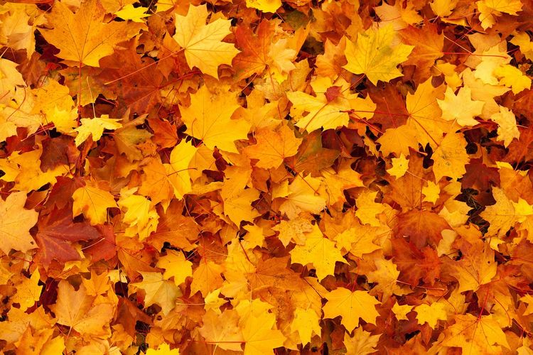 Herbst in Kanada
