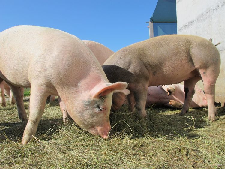 Schweine