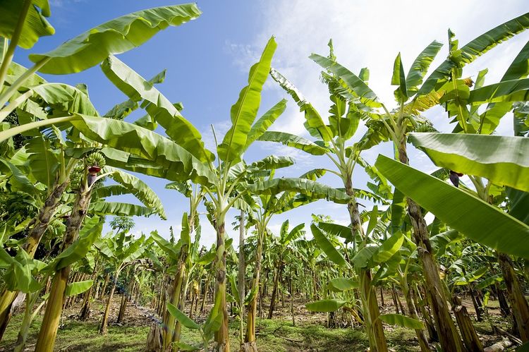 Bananenplantage