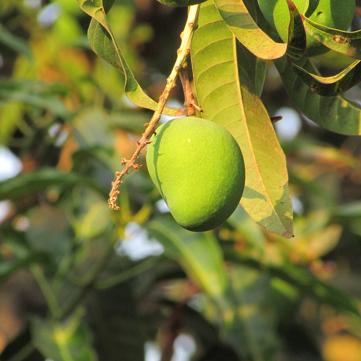 Mango